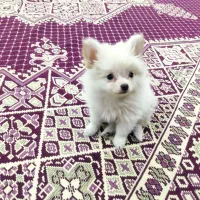 توله دوماهه پامرخرسی