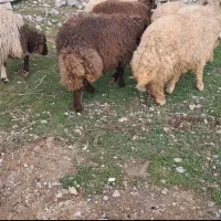 ۸ راس بره درجه یک یک.۵ نر ۳ ماده