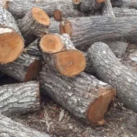 خریدو بریدن  همه نوع چوب باغات ویلا حیاط