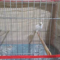 قناری نر|پرنده|کرمان, |دیوار