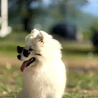 سگ هاسکی سامویید