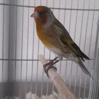 سهره قناری دهندار قرص قرص