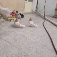 کبوتر|پرنده|ری, شهادت|دیوار