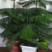 گل کاج مطبق