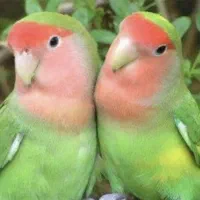 واگذاری پرنده