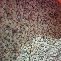 فروش عدس بذری