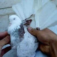 شازده ناب|پرنده|کوهدشت, |دیوار