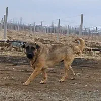 سگ عراقی ۳ ساله