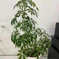 گل بزرگ شفلرا