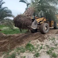 نخل لاکچری|گل و گیاه طبیعی|فولادشهر, فولادشهر|دیوار