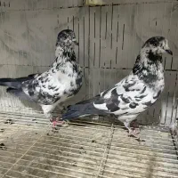 کبوتر کفتر پرشی درجه یک به شرط|پرنده|آمل, |دیوار