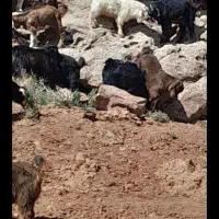 بزغاله سرحال رگایی