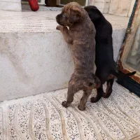 توله سگ کن کورسو روتوایلر|سگ|کرمانشاه, |دیوار