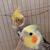 عروس هلندی|پرنده|قم, منبع آب|دیوار