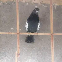 ساده سینه سیاه|پرنده|مشهد, کارمندان دوم|دیوار