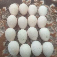 تخم بوقلمون