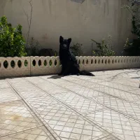 ژرمن بلک