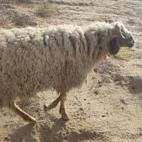 قوچ ها|حیوانات مزرعه|کرخه, |دیوار