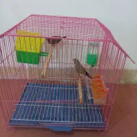 فنچ کینگ‌انگلیسی مولد سایز درشت