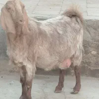 بزپاکستانی3و4قلوزا|حیوانات مزرعه|برخوار, |دیوار