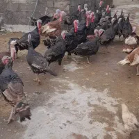 بوقلمون برنز