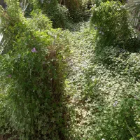 اجاره ۵ هکتار زمین کشاورزی