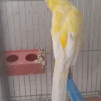 فروش قناری|پرنده|فولادشهر, مسکن مهر فولادشهر|دیوار