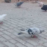 کفتر سوسکی پلاکی و کفتر پشتی پرپا نر و ماده و جوجه|پرنده|تربت‌حیدریه, شهرک ولیعصر|دیوار