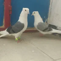 کفش پشتدار طوقی