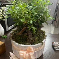 گل میخک ژاپنی