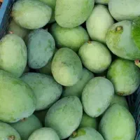 انبه تازه