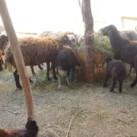 چند راس میش و بره جوان و هترو‌