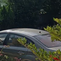 برلیانس|خودرو سواری و وانت|زاهدان, |دیوار