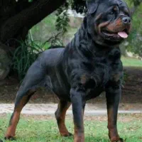 سگ روتوایلر اروپایی حرفه ای