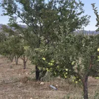 باغشهر سپیدان دالین مجتمع پردیس ۱ چهار مور