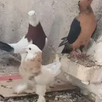 آرشینگل و طوقی