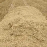 کاه گندم دیم