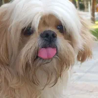 سگ شیتزو فلت آماده جفت|سگ|قم, باجک دو|دیوار