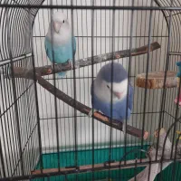 طوطی برزیلی|پرنده|کرج, مصباح|دیوار