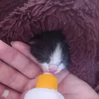 گربه گم‌شده|حیوانات|تبریز, |دیوار