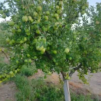 باغ-فروشی