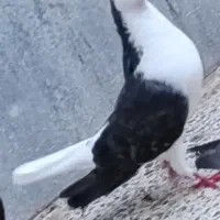 ساده و زاغ فروشی