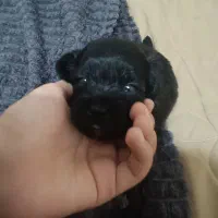 توله سگ شیتزو