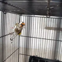 سهره|پرنده|بهارستان, |دیوار