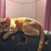 واگذاری رایگان Dsh