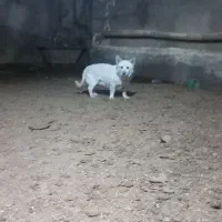 پاکوتاه|سگ|نیشابور, دارایی|دیوار