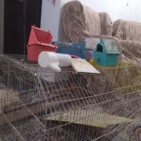 قفس بزرگ