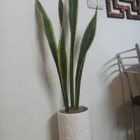 ساسوریا  با گلدا سرامیکی بسیار زیبا طول ۱۲۰