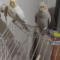 ی جفت عروس هلندی به فروش می‌رسد