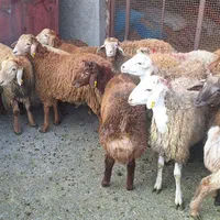 گوسفند و دام زنده بهداشتی در محل شما با ارسال..|حیوانات مزرعه|کرج, بنیاد|دیوار